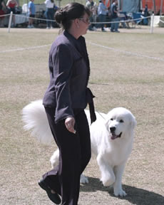 Great Pyrenees Callie