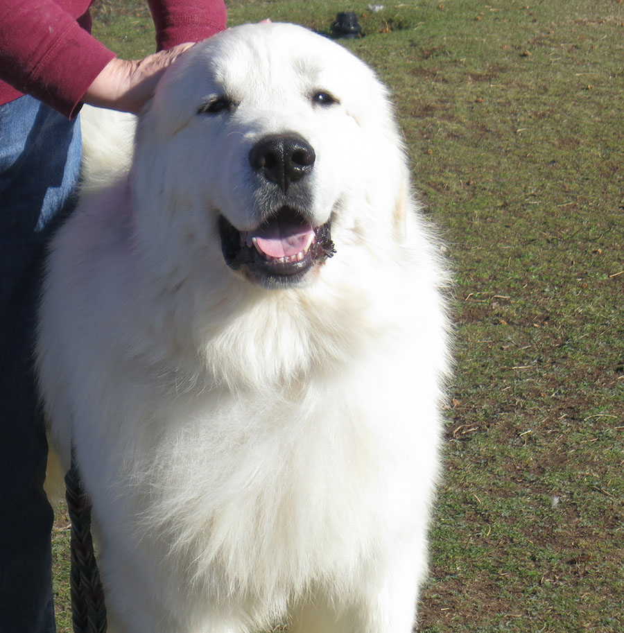 Euzkalzale Great Pyrenees - Pyrpacker