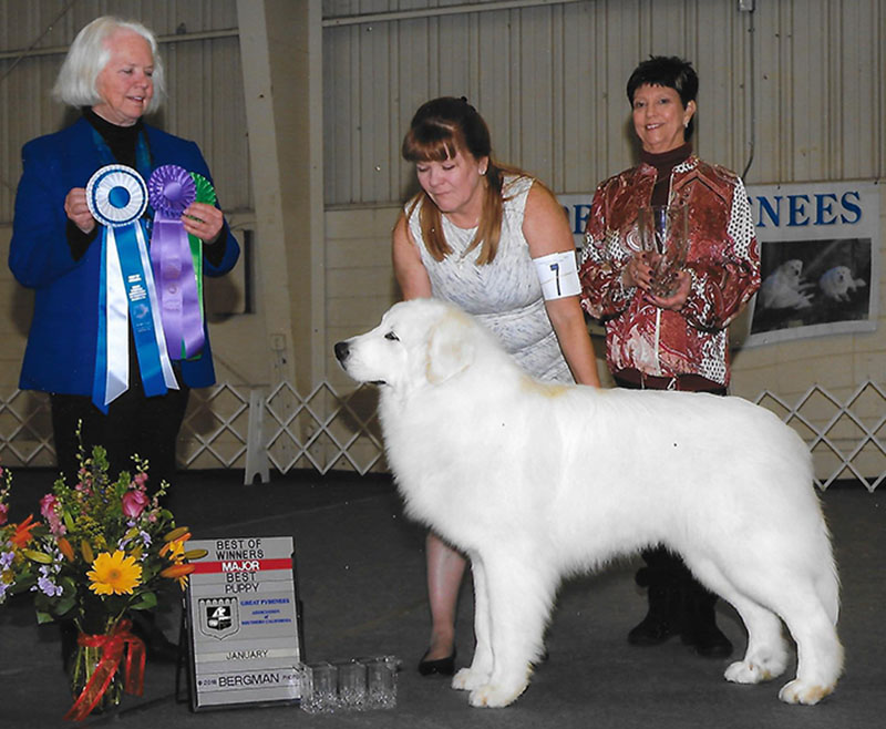 Euzkalzale Great Pyrenees - Pyrpacker