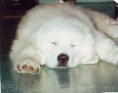 Great Pyrenees Patton