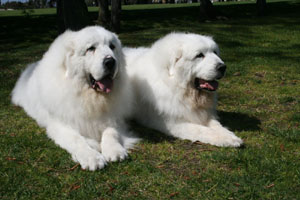 Great Pyrenees Bosley and Dreamer