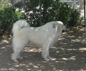 Great Pyrenees Brody