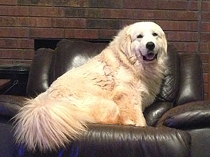 Great Pyrenees Cabbie