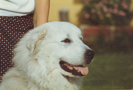 Great Pyrenees Ginger