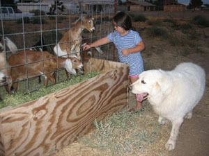 Great Pyrenees Guardians of all little ones