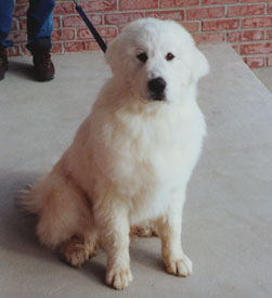 Great Pyrenees Icy at 8 Months Old