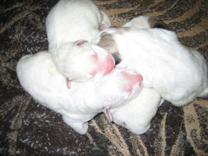 Great Pyrenees Pups one week old