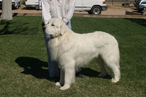 Great Pyrenees Peace