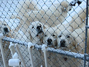 Great Pyrenees dogs in the snow