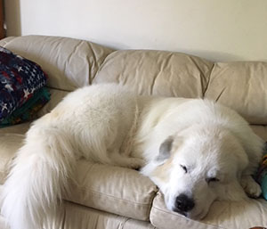 Great Pyrenees Valor